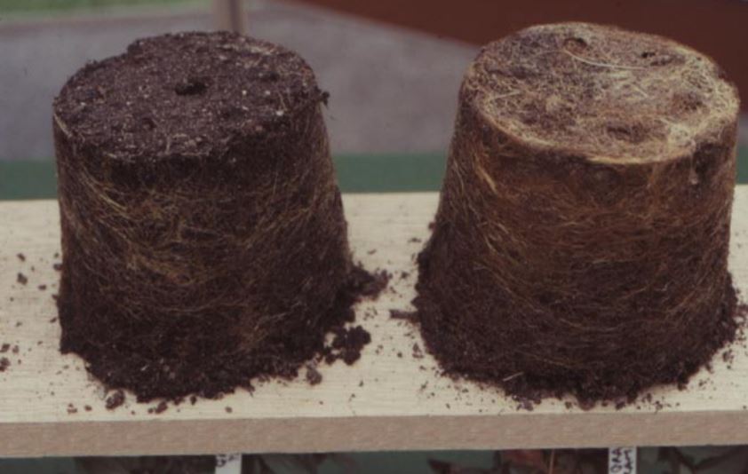Damaged root systems caused by waterlogging
